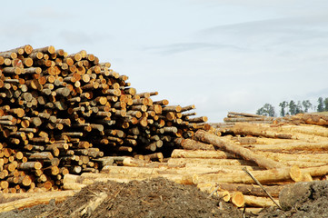 lumber processing 1