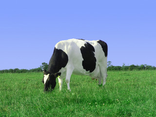 cow