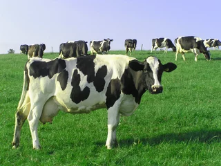 Crédence de cuisine en verre imprimé Vache cows