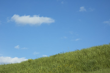 Fototapeta na wymiar background of grass and blue sky