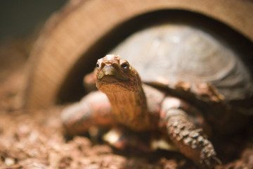 turtle