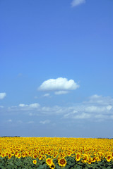 nuage-ciel-tournesol