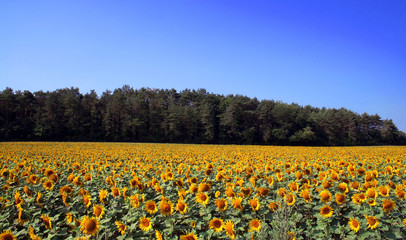 ciel et tournesol