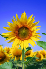 tournesol