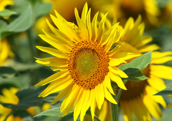 tournesol