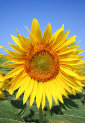 Fototapeta premium tournesol