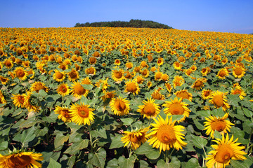 champ de tournesol