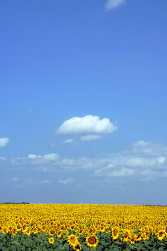 nuage-ciel-tournesol