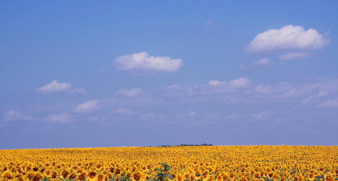 ciel et tournesols