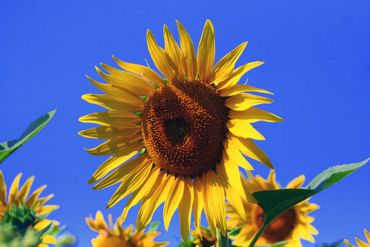 tournesol
