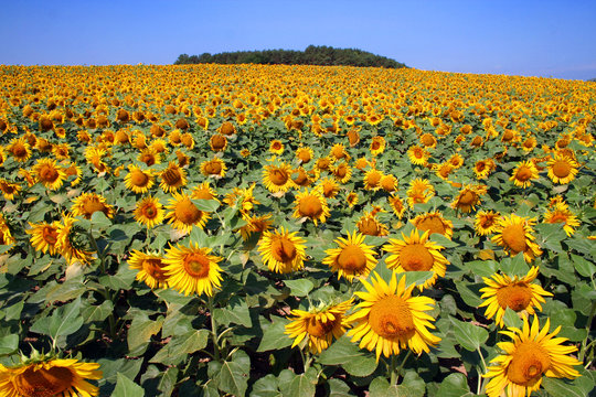 champ de tournesol