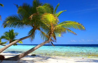 phenomenal beach with palm trees and bird