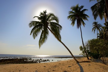 superior morning beach with palm trees