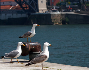 seagulls