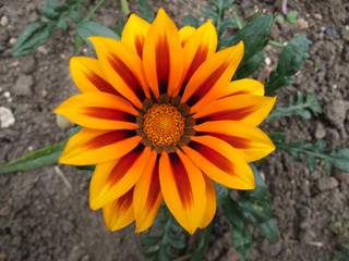 gazania tiger stripe mixed 16