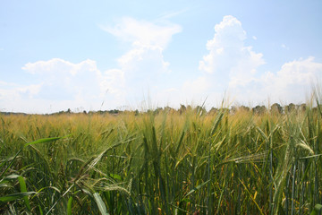  feld getreide korn sommer