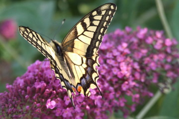 papilio