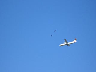 plane and birds