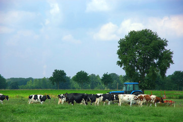 rural scene