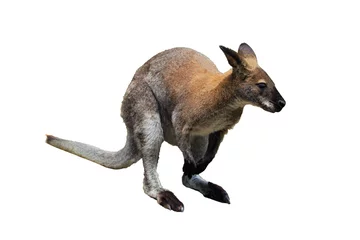 Zelfklevend Fotobehang Kangoeroe kangoeroe