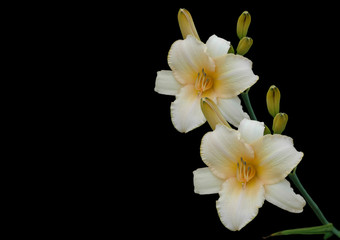 Naklejka na ściany i meble orchideè freigestellt
