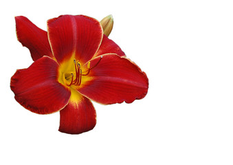 rote orchideé freigestellt