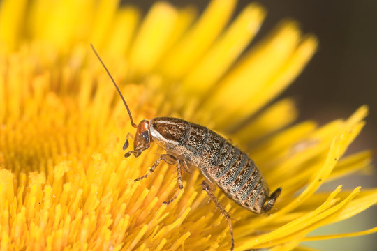 cucaracha rubia (blatella germanica)