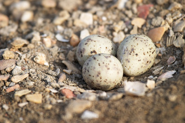 huevos de cigüeñuela (himantopus himantopus)