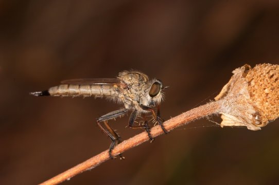 mosca asesina (laphria flava)