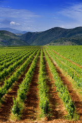 vineyard field