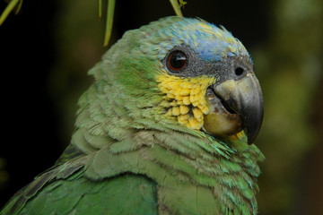 the parrot