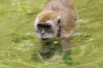 monkey in the water