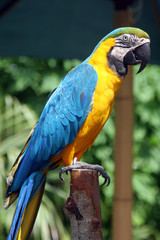 perroquet coloré