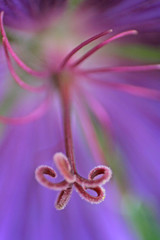 lila wunder der natur