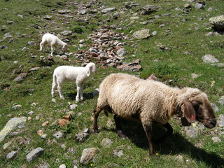 schaf mit zwei lämmern im hochgebirge