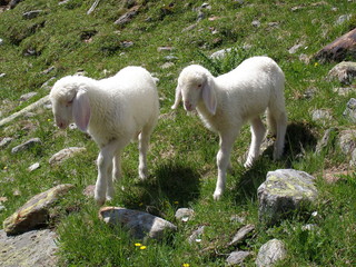 zwei lämmer im hochgebirge