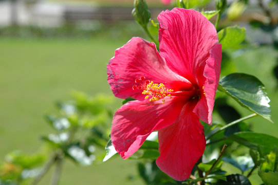 Fototapeta big red flower