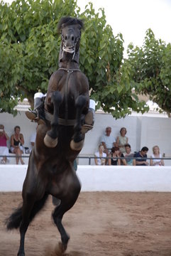 pferd auf hinterl&auml;ufen