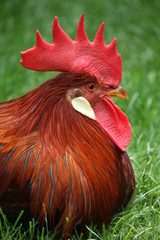 hahn