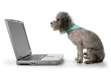 poodle and laptop