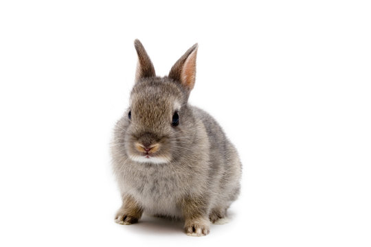 Netherland dwarf rabbit white clearance