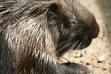 stachelschwein