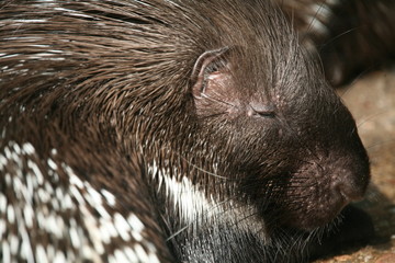 stachelschwein