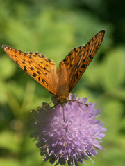 papillon benthis daphne