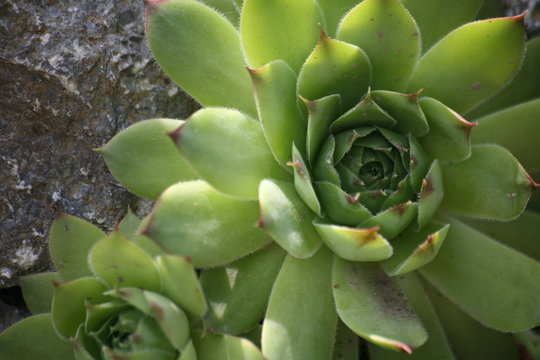 steinrose