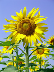 Obraz premium sunflower close up