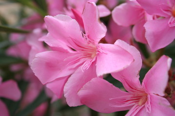 Fototapeta na wymiar oleander kwiaty