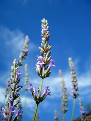Obraz premium lavendel