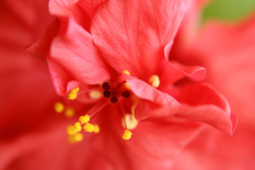 red flower,closeup