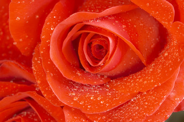 rose in macro(focus point on the center of the rose)